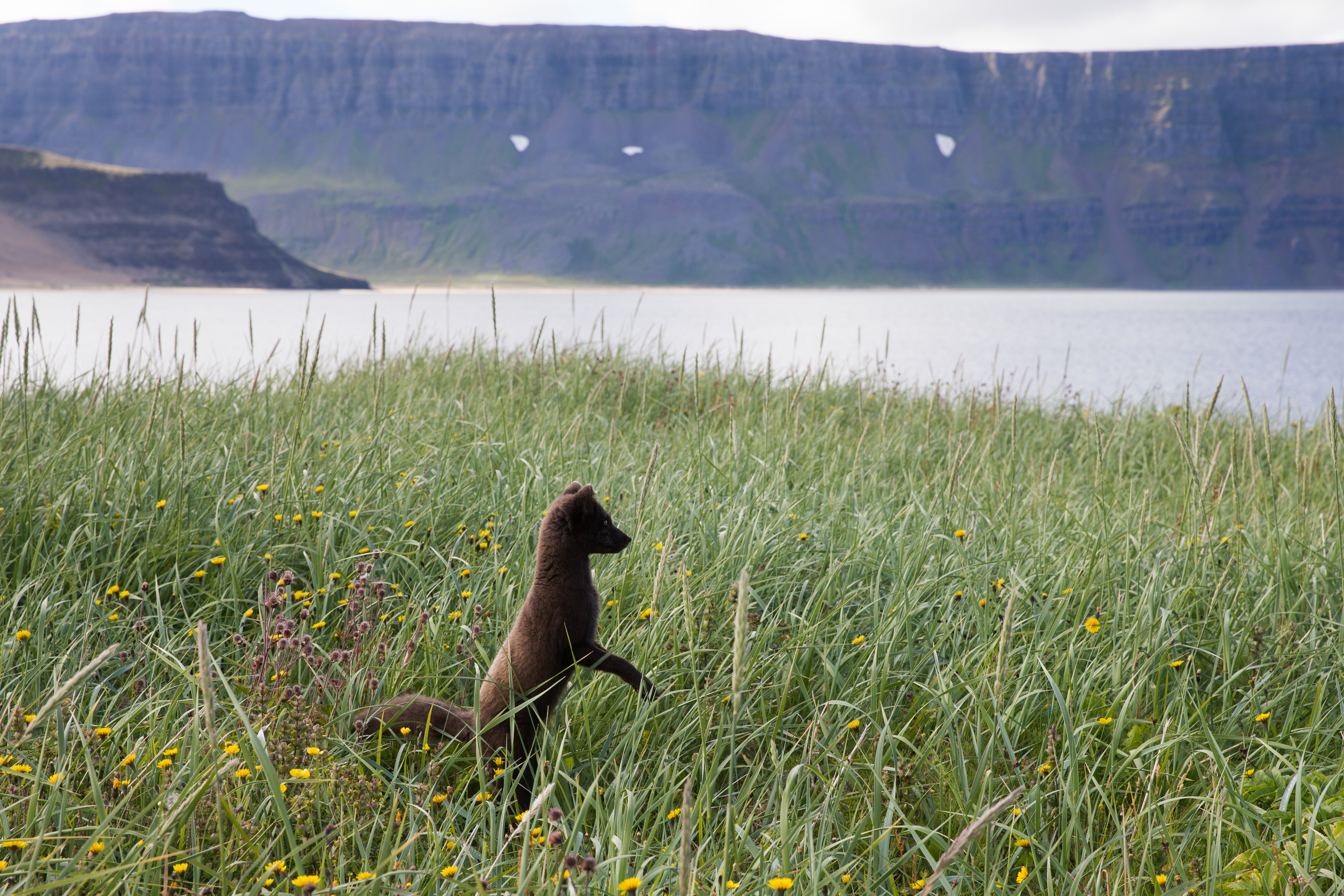Arctic fox standing in wildflowers by the fjord
