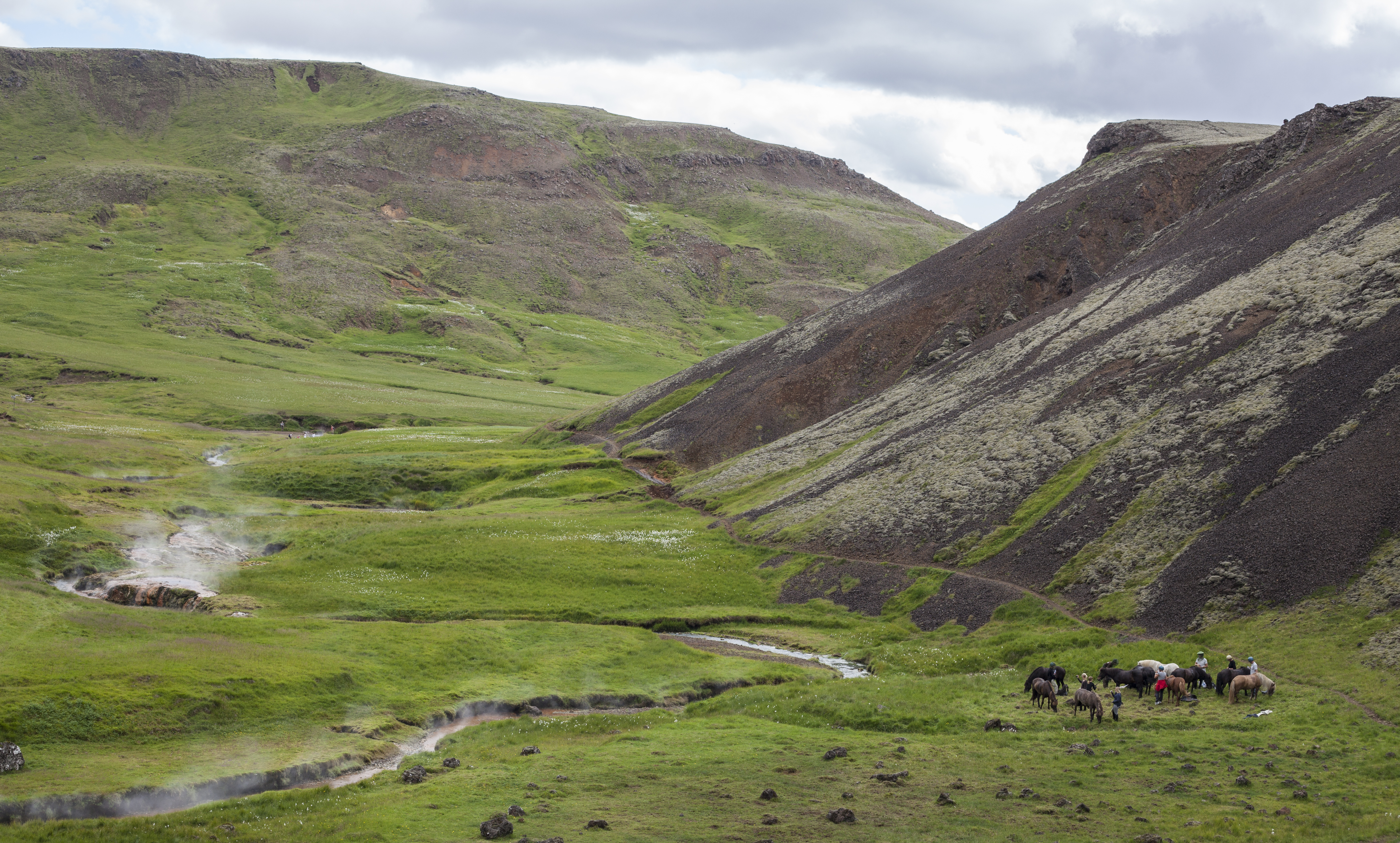 Icelandic horses in a lush geothermal valley