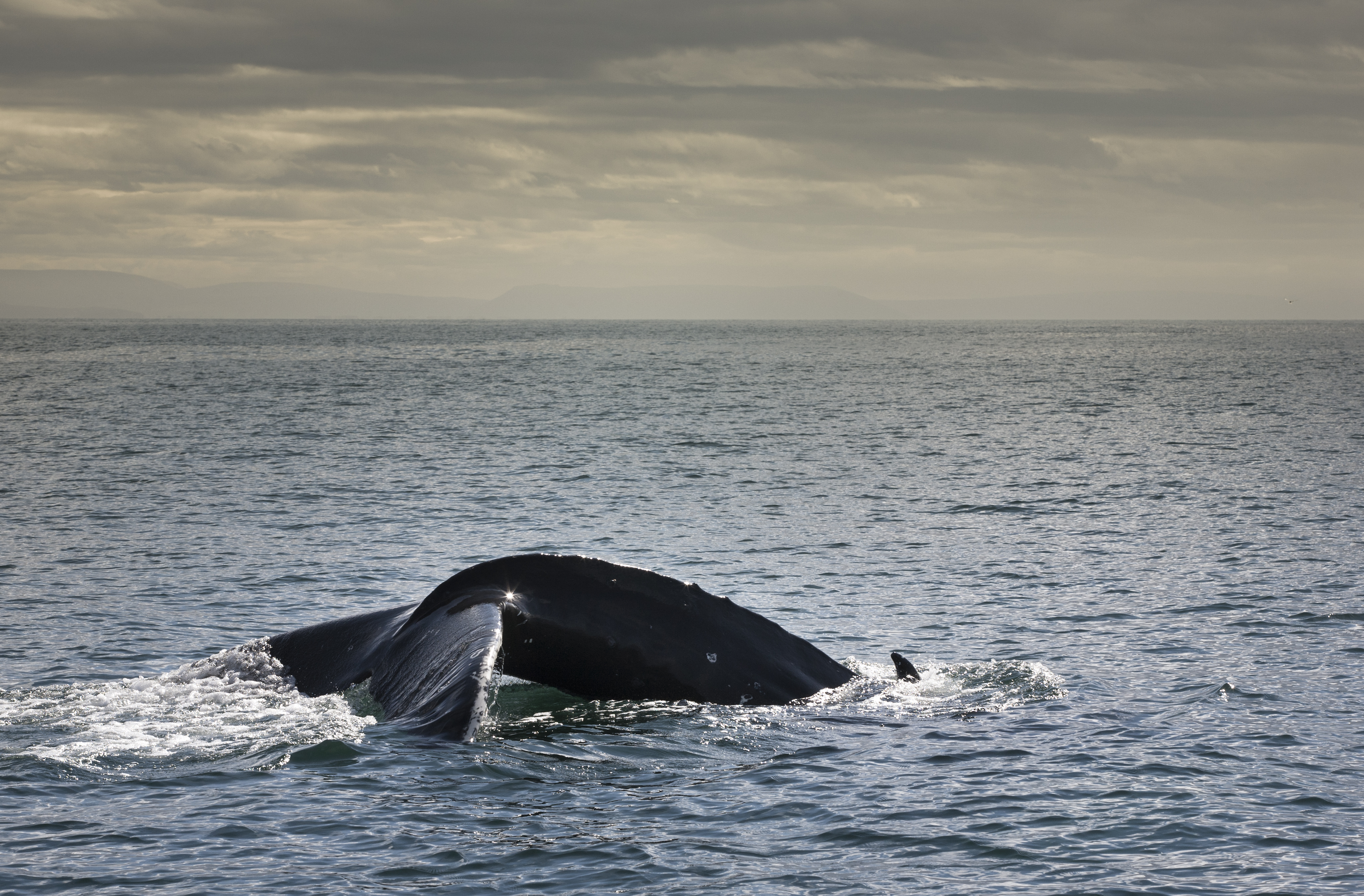 Humpback whale diving in the calm grey sea